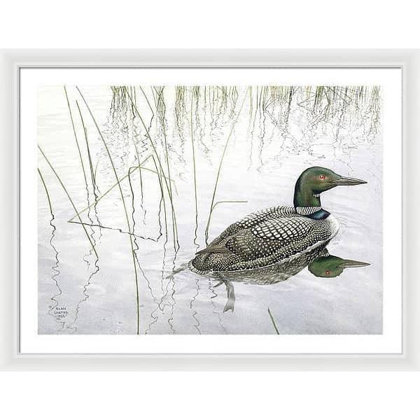 Loon - Framed Print | Artwork by Glen Loates