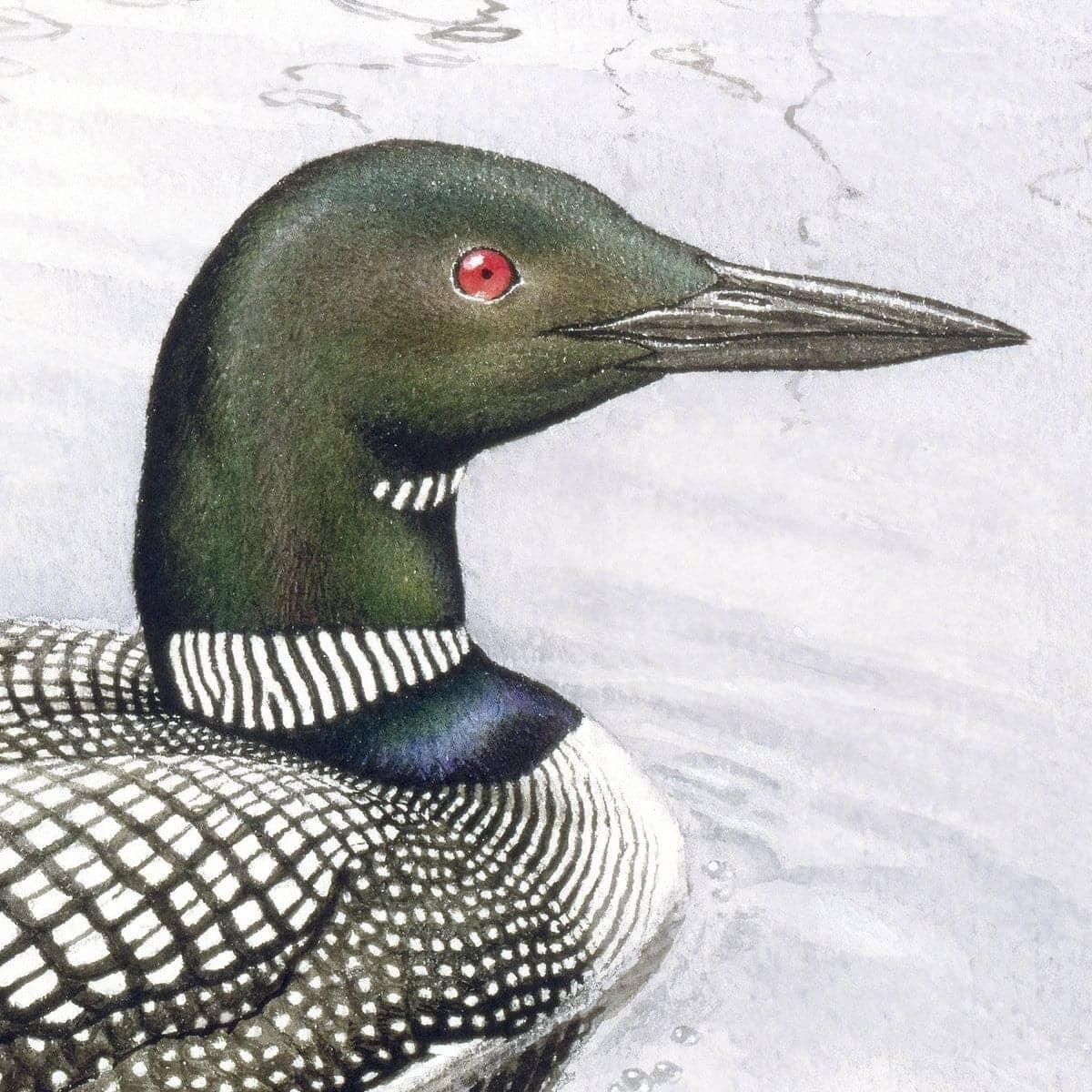 Loon - Framed Print | Artwork by Glen Loates