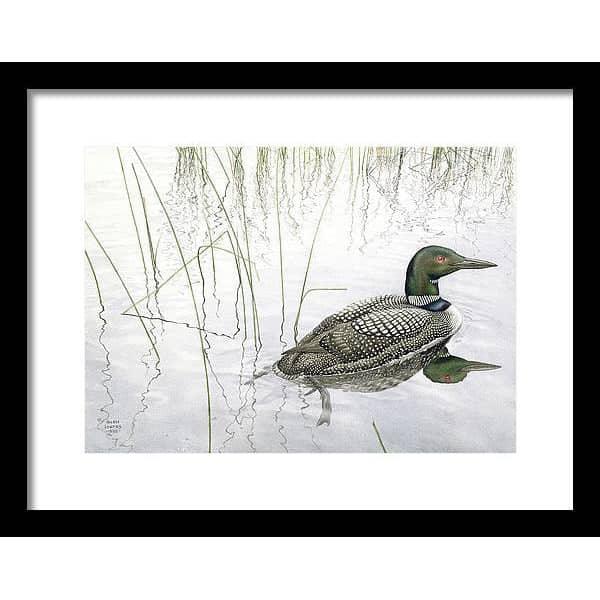 Loon - Framed Print | Artwork by Glen Loates