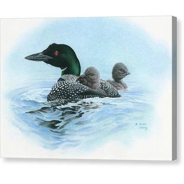 Loon in Calm Blue Waters by Glen Loates, gallery canvas: a common loon carrying two chicks on its back