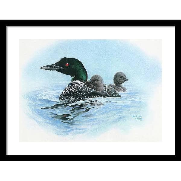 Loon in Calm Blue Waters - Framed Print | Artwork by Glen Loates