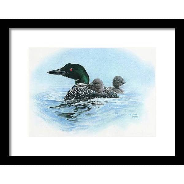 Loon in Calm Blue Waters by Glen Loates, framed piece: a common loon carrying two chicks on its back