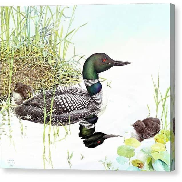 Loon with Young - Canvas Print | Artwork by Glen Loates