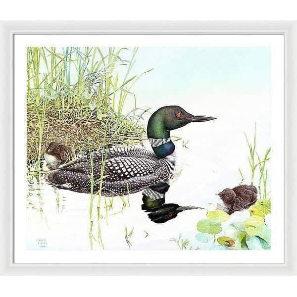 Loon with Young - Framed Print | Artwork by Glen Loates