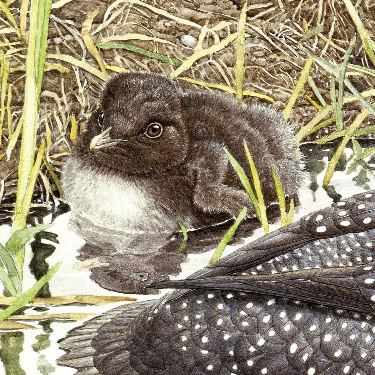 Loon with Young - Framed Print | Artwork by Glen Loates