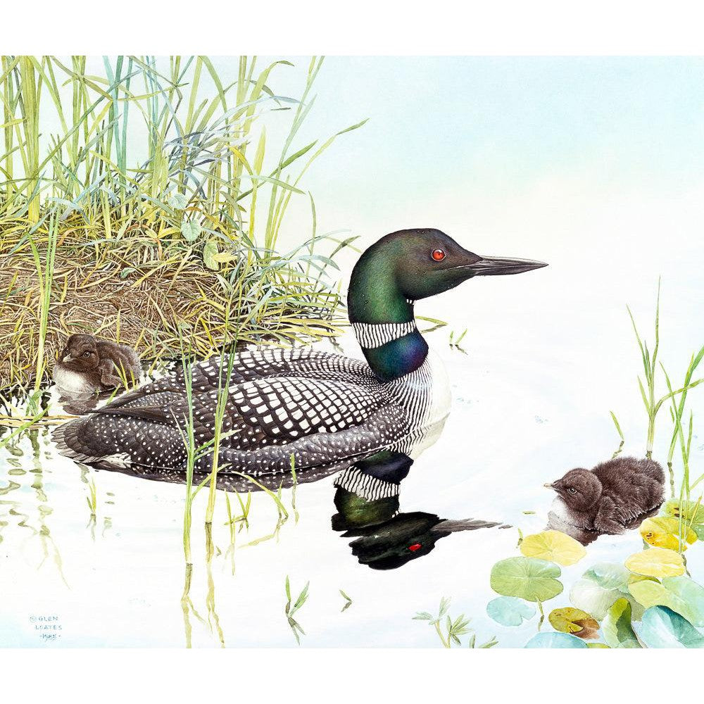Loon with Young - Framed Print | Artwork by Glen Loates