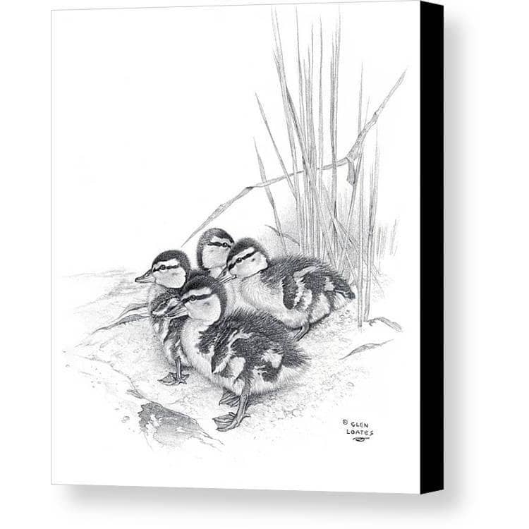 Mallard Ducklings - Canvas Print | Artwork by Glen Loates