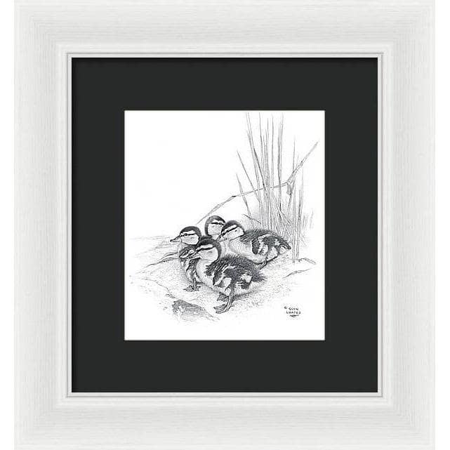 Mallard Ducklings - Framed Print | Artwork by Glen Loates