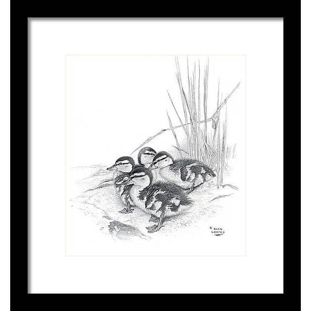 Mallard Ducklings - Framed Print | Artwork by Glen Loates