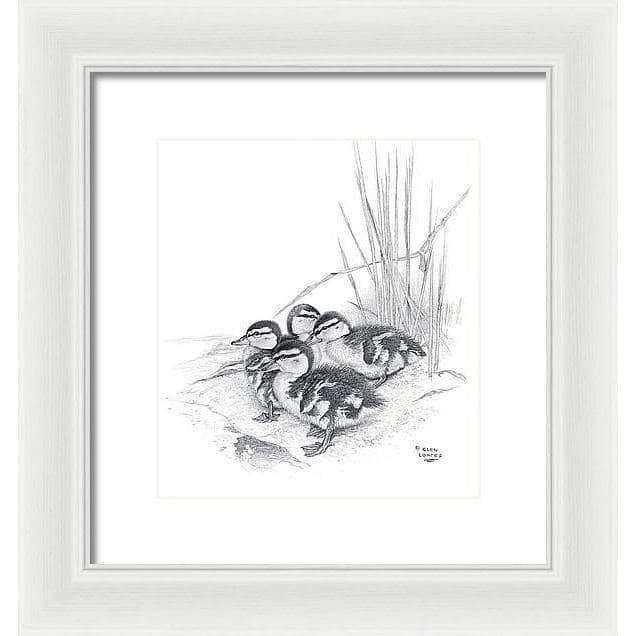 Mallard Ducklings - Framed Print | Artwork by Glen Loates