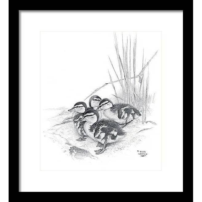 Mallard Ducklings - Framed Print | Artwork by Glen Loates