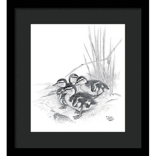 Mallard Ducklings - Framed Print | Artwork by Glen Loates
