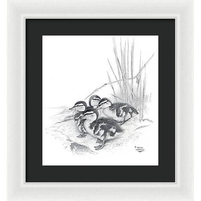 Mallard Ducklings - Framed Print | Artwork by Glen Loates