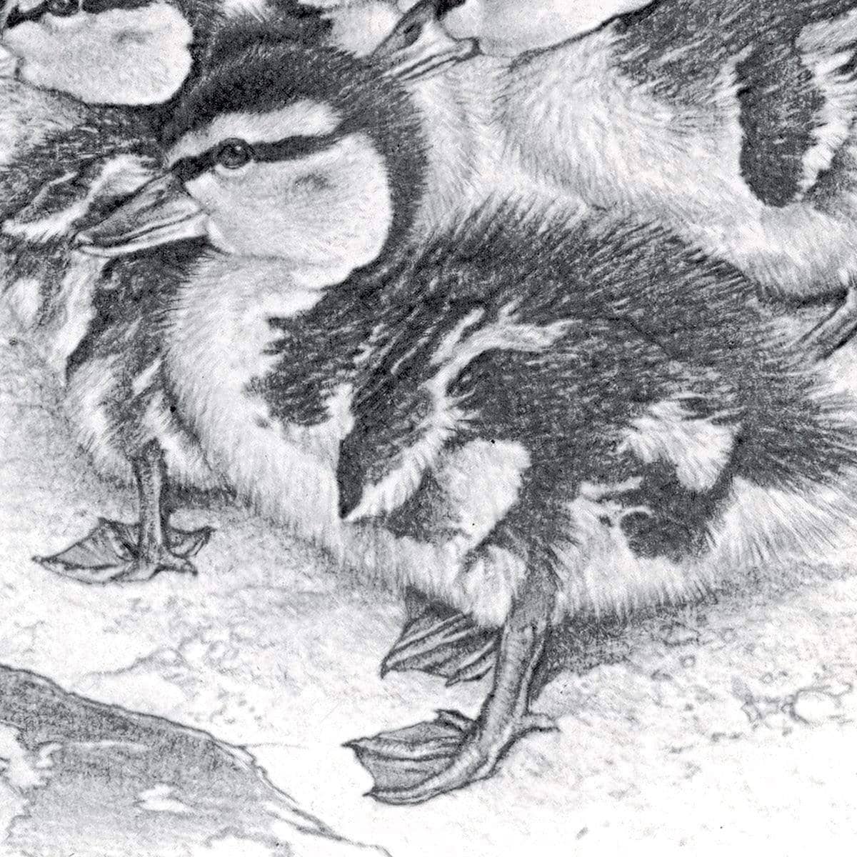 Mallard Ducklings - Framed Print | Artwork by Glen Loates