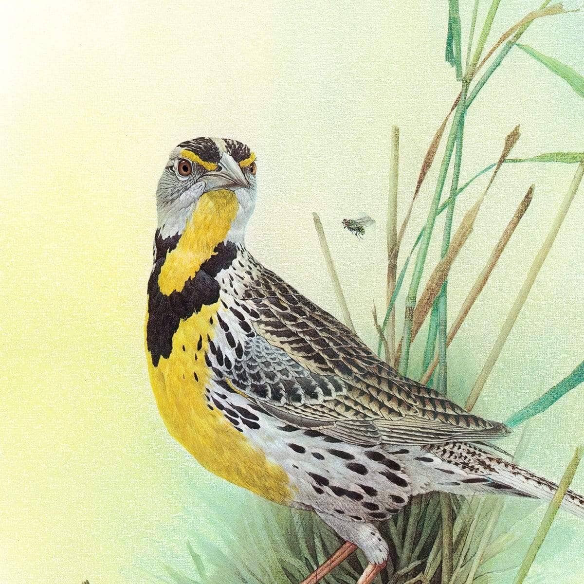 Meadow Lark - Canvas Print | Artwork by Glen Loates
