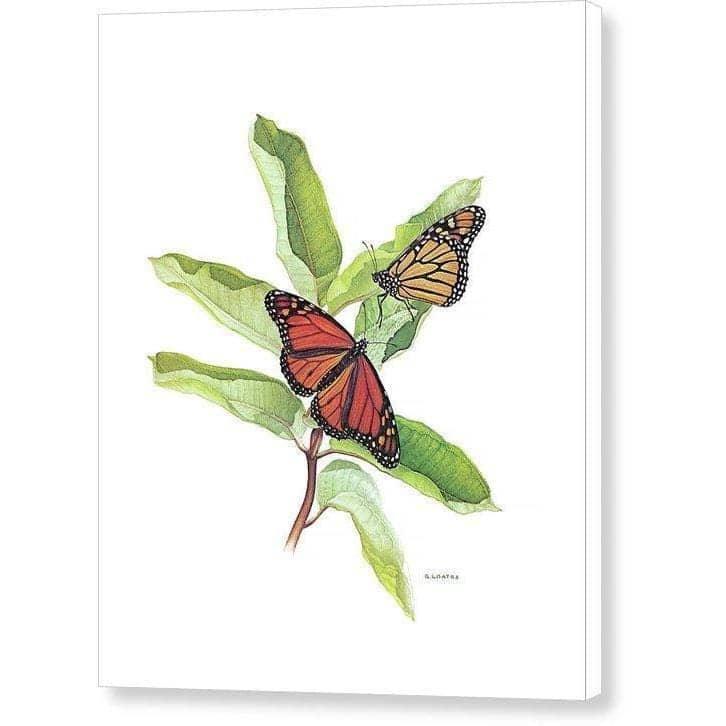 Monarch Butterflies - Canvas Print | Artwork by Glen Loates