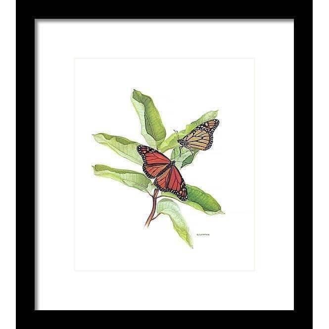 Monarch Butterflies - Framed Print | Artwork by Glen Loates