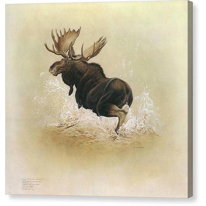 Moose - Canvas Print | Artwork by Glen Loates