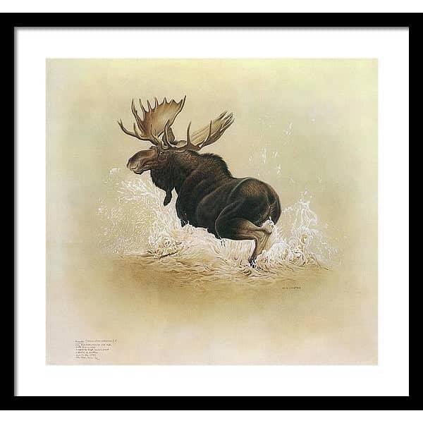 Moose - Framed Print | Artwork by Glen Loates