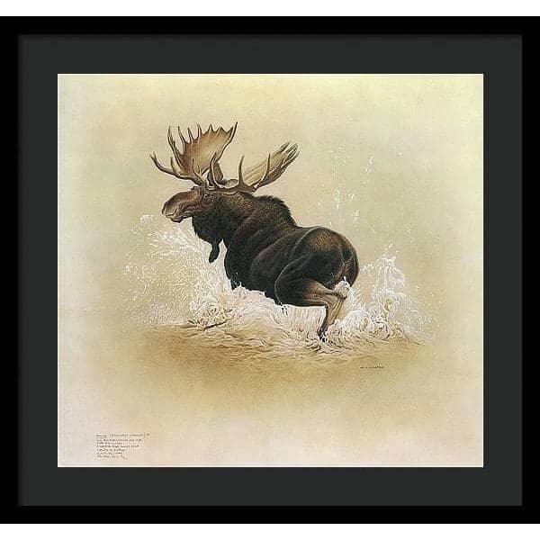 Moose - Framed Print | Artwork by Glen Loates