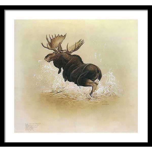 Moose - Framed Print | Artwork by Glen Loates