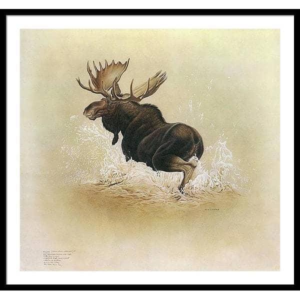 Moose by Glen Loates, framed piece: a bull moose splashing through shallow water