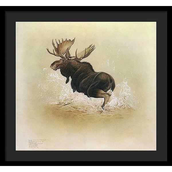 Moose - Framed Print | Artwork by Glen Loates