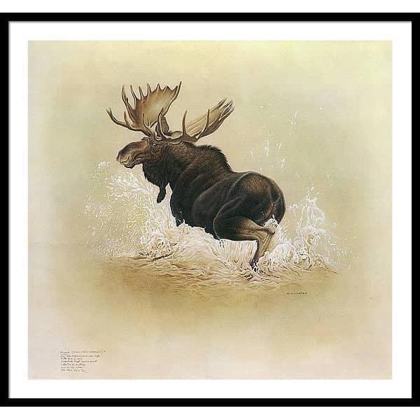 Moose - Framed Print | Artwork by Glen Loates