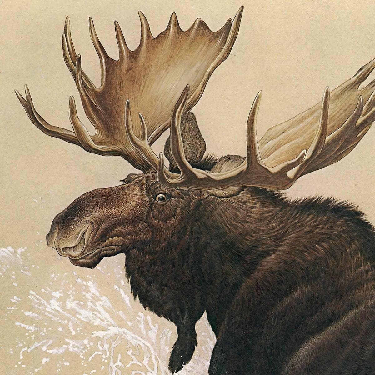 Moose - Framed Print | Artwork by Glen Loates