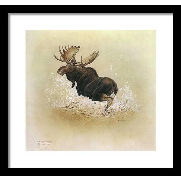 Moose - Framed Print | Artwork by Glen Loates