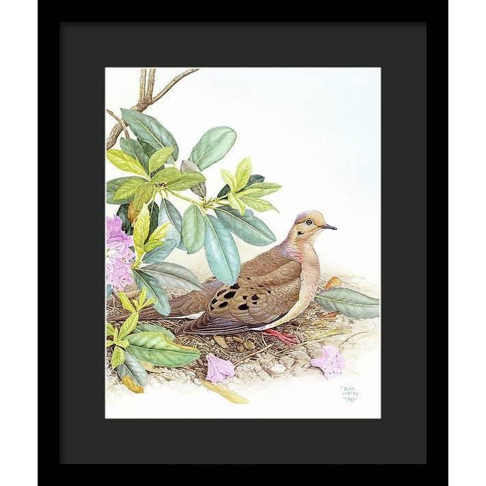 Mourning Dove - Framed Print | Artwork by Glen Loates
