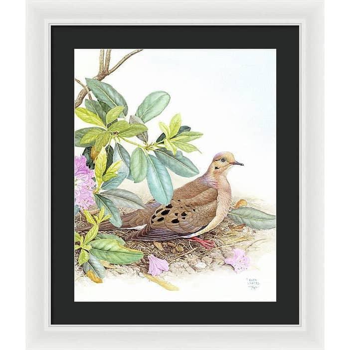 Mourning Dove - Framed Print | Artwork by Glen Loates