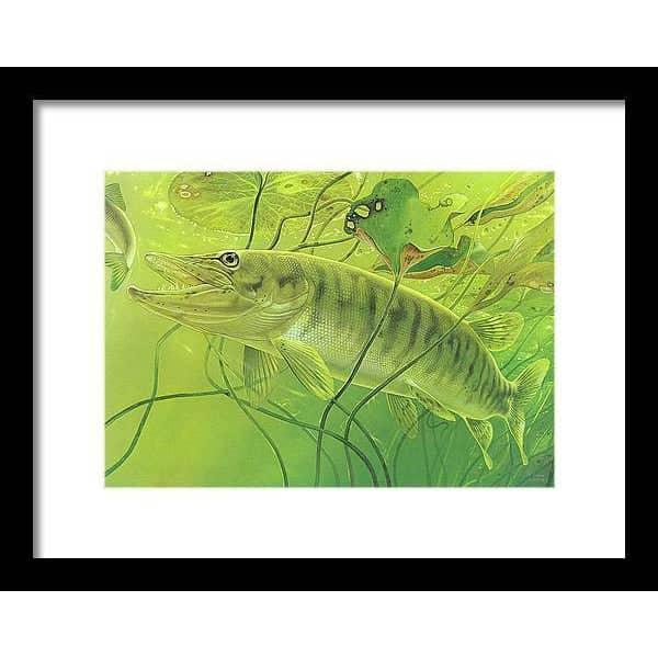 Muskellunge - Framed Print | Artwork by Glen Loates