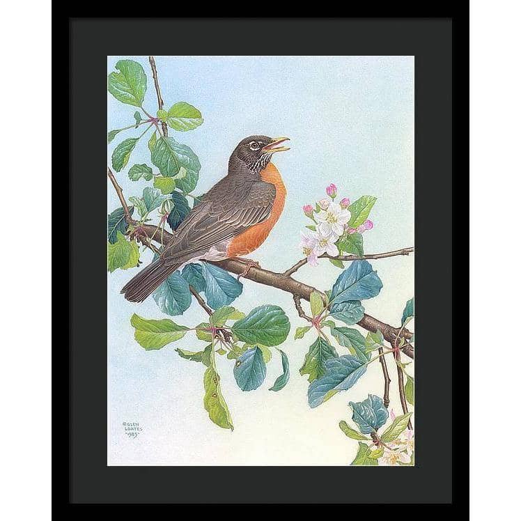 North American Robin with Apple Blossom - Framed Print | Artwork by Glen Loates