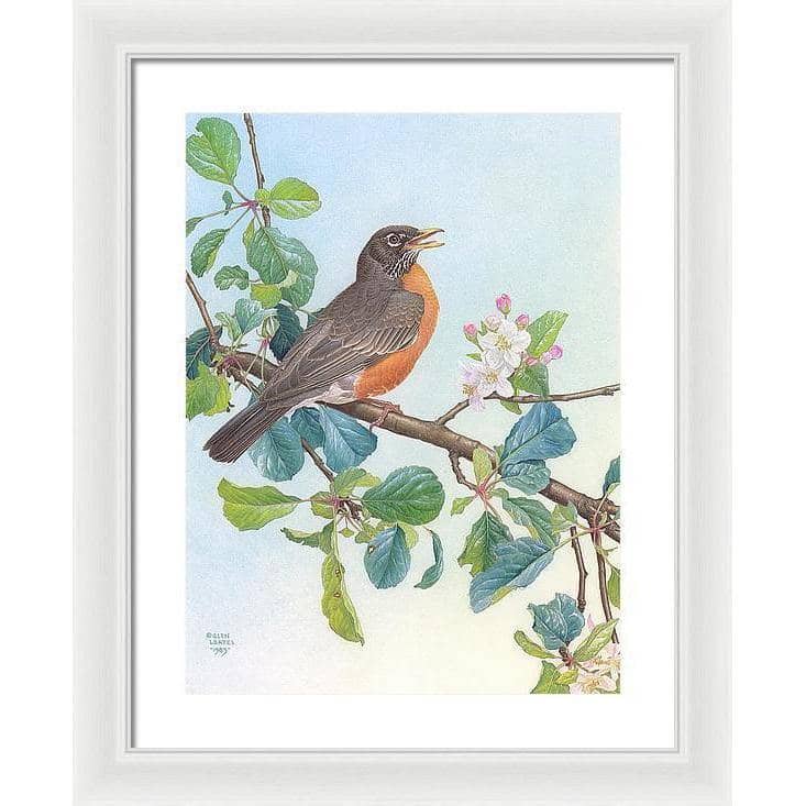 North American Robin with Apple Blossom - Framed Print | Artwork by Glen Loates