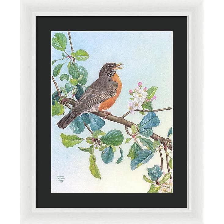 North American Robin with Apple Blossom - Framed Print | Artwork by Glen Loates