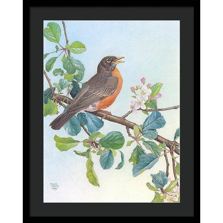 North American Robin with Apple Blossom - Framed Print | Artwork by Glen Loates