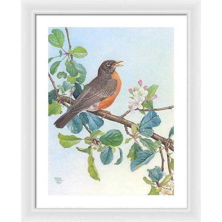 North American Robin with Apple Blossom - Framed Print | Artwork by Glen Loates