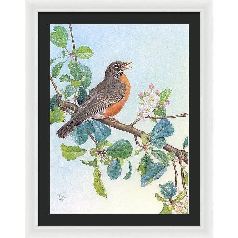 North American Robin with Apple Blossom - Framed Print | Artwork by Glen Loates