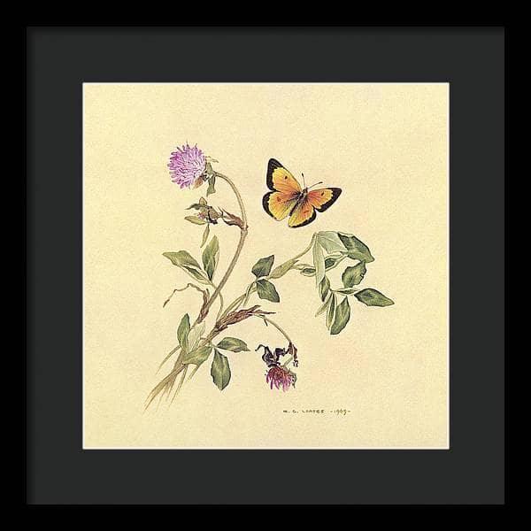 Orange Sulphur Butterfly - Framed Print | Artwork by Glen Loates