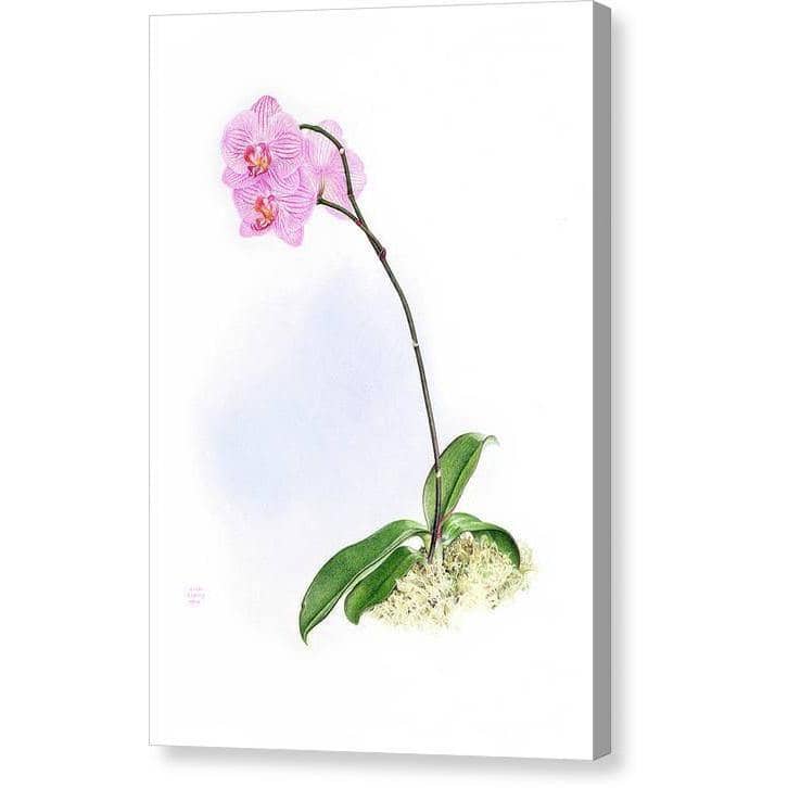 Orchid by Glen Loates, gallery canvas: a pink moth orchid in bloom
