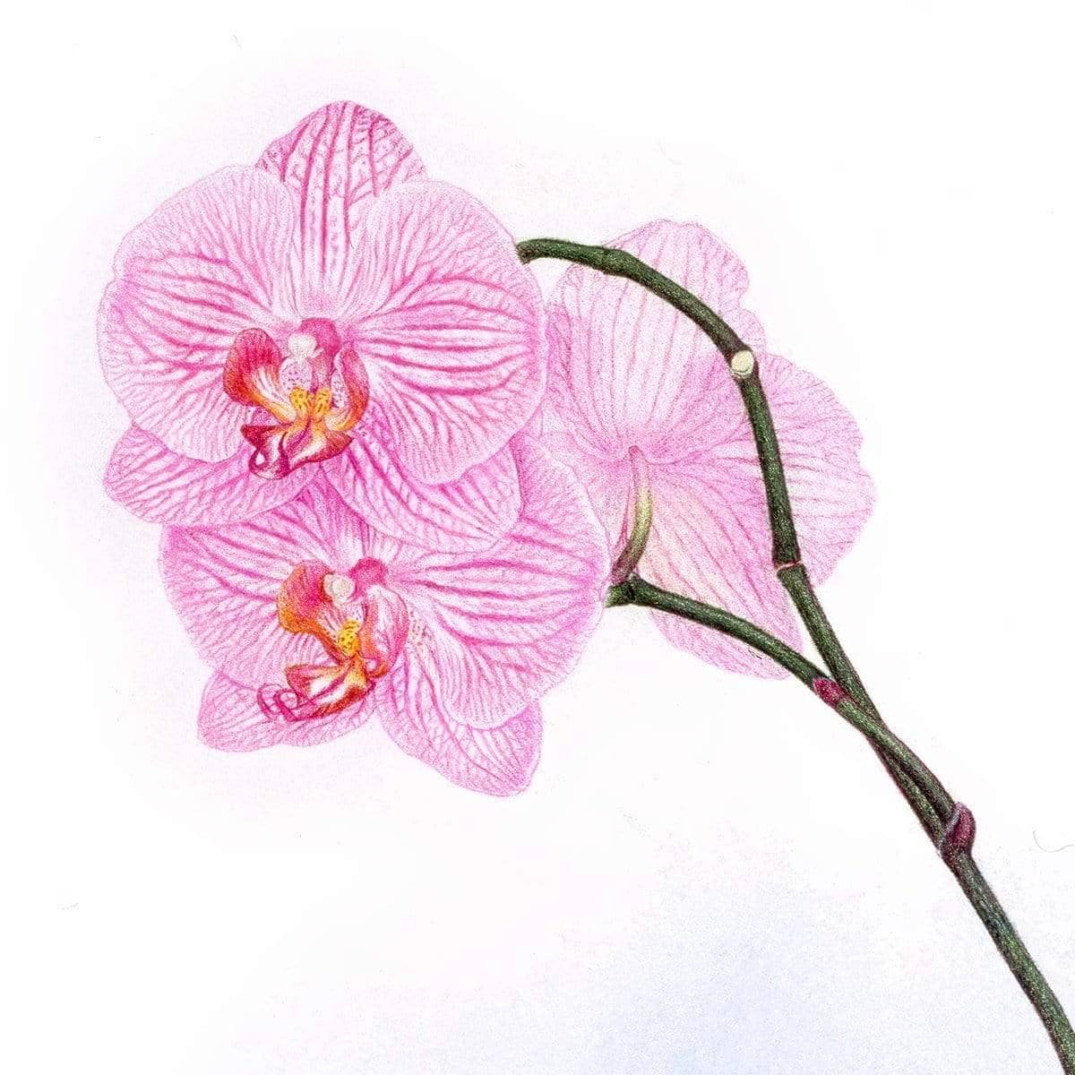 Orchid - Canvas Print | Artwork by Glen Loates