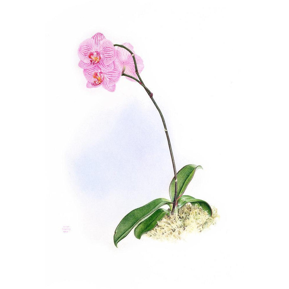 Orchid - Canvas Print | Artwork by Glen Loates