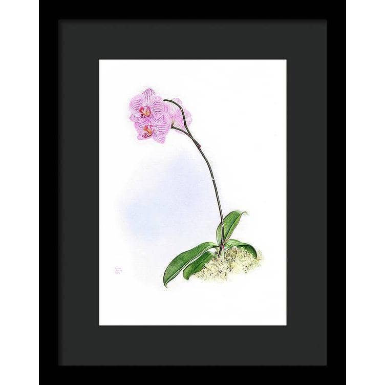 Orchid - Framed Print | Artwork by Glen Loates