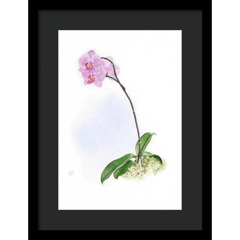 Orchid - Framed Print | Artwork by Glen Loates