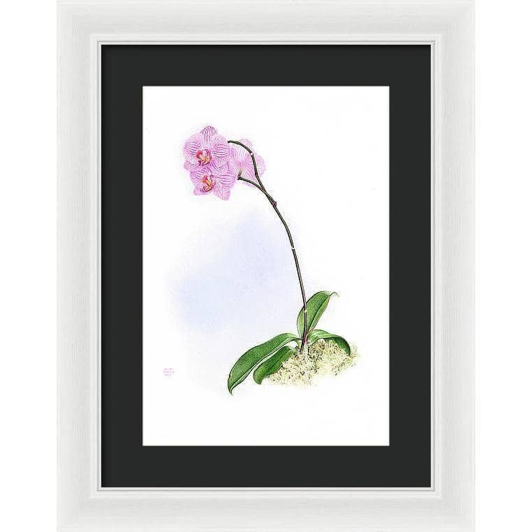 Orchid - Framed Print | Artwork by Glen Loates