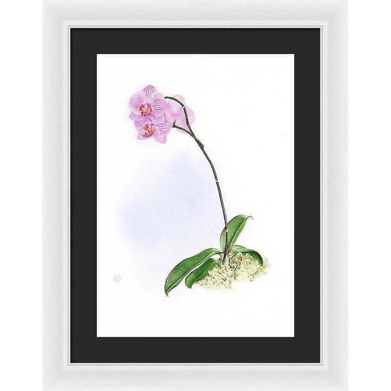 Orchid - Framed Print | Artwork by Glen Loates