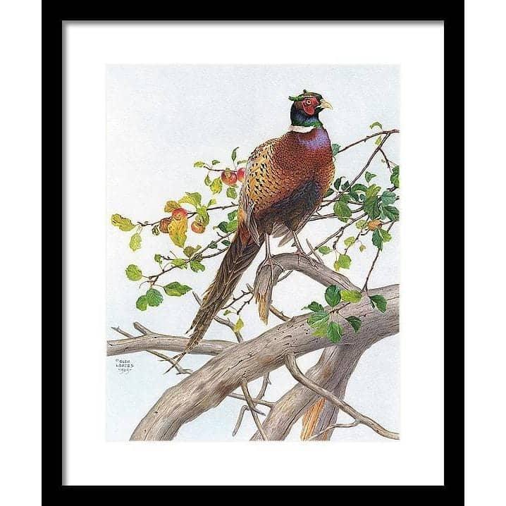 Pheasant in Apple Tree - Framed Print | Artwork by Glen Loates