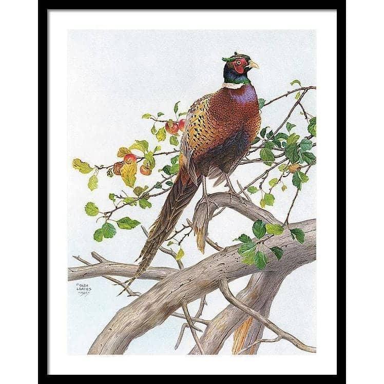 Pheasant in Apple Tree - Framed Print | Artwork by Glen Loates