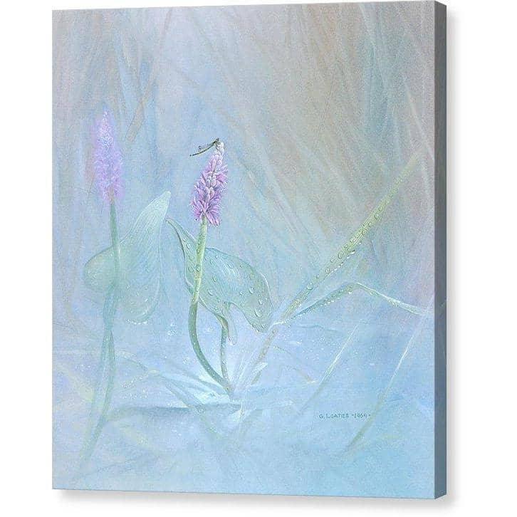 Pickerelweed - Canvas Print | Artwork by Glen Loates